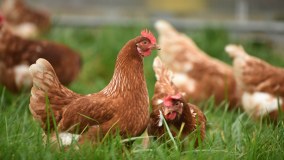Country Fresh Pullets Limited