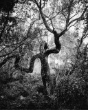 White Oak