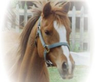 Eland Lodge Equestrian Limited