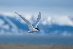 Arctic Experience Limited