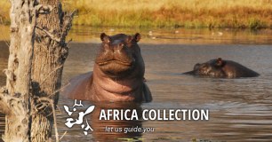 Africa Collection