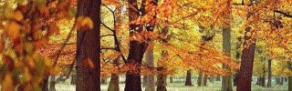 Ascot Tree Services