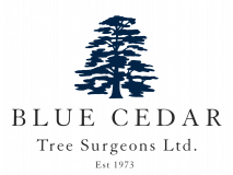 Blue Cedar Tree Surgeons