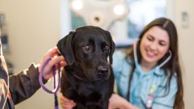 Aniwell Veterinary Clinic