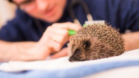 Ashleigh Veterinary Centre