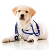 Dales Veterinary Centre