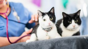 Delaware Veterinary Group