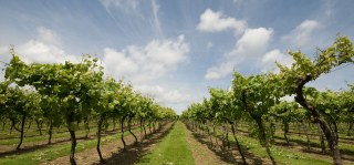 Biddenden Vineyards