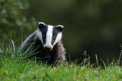 Avon Wildlife Trust