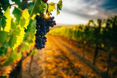 Divine Fine Wines