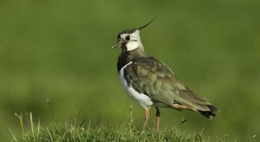 Wiltshire Wildlife Trust