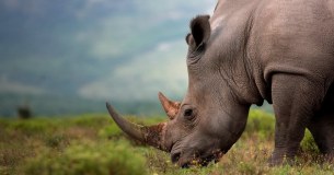 African Conservation Experience
