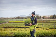 Alba Trees Plc