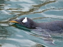 Edinburgh Zoo