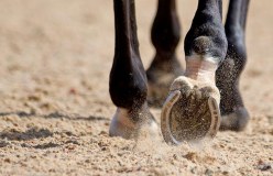 Equestrian Surfaces Limited logo