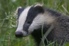 Essex Wildlife Sales Limited