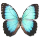 Woodland Burial Cemetary logo