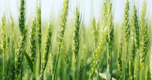 Feed Factors Limited