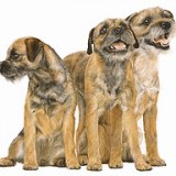 Fine Art Animals