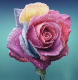 Floral Greeting Cards Co.