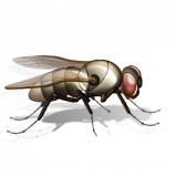 Flydor Limited