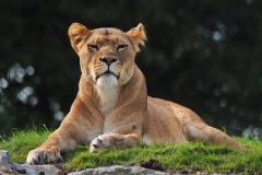 Folly Farm