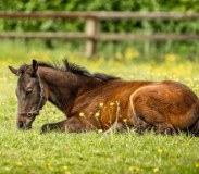Foran Equine Products