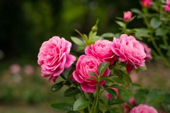Gandy's (Roses) Limited