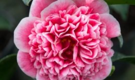 Wyevale Nurseries Limited