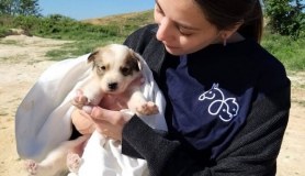 Greek Animal Welfare Fund logo
