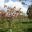 Yealmpton Woodland Burial logo