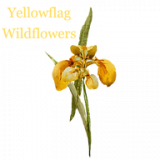 Yellow Flag Wild Flowers