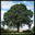 Heritage Wood Limited logo
