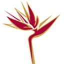 Zara Flora Service Limited