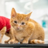 Hillside Veterinary Centre