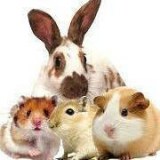 Home Comfort Pets
