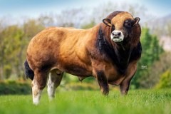 Duerden (Wholesale Meats) Limited