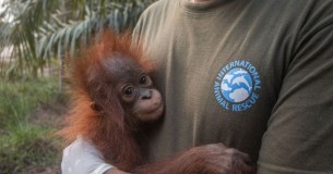 International Animal Rescue