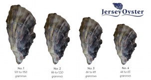 Jersey Oyster Co.
