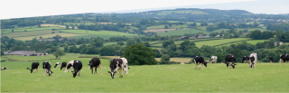 Kernon Countryside Consultants
