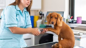 Kin Sher Veterinary Practice