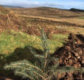 Kingan Forestry Limited