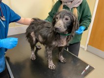 Animal Welfare Societies