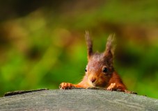 Cumbria Wildlife Trust