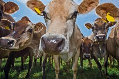 Langage Farm Dairy Products logo