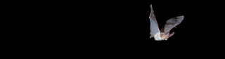 London Bat Group logo