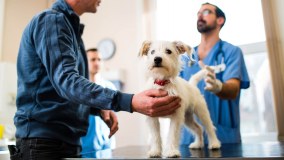 Lordswood Veterinary Surgery