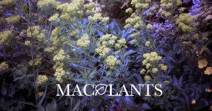 Macplants