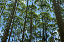 Malaysian Timber Council logo