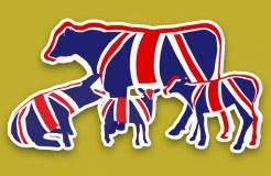 Meadow Quality Calves Limited